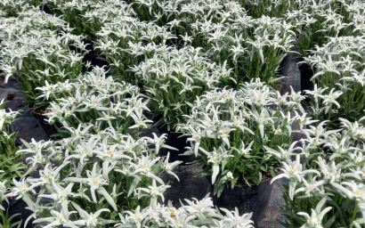 léontopode nivale alpinum